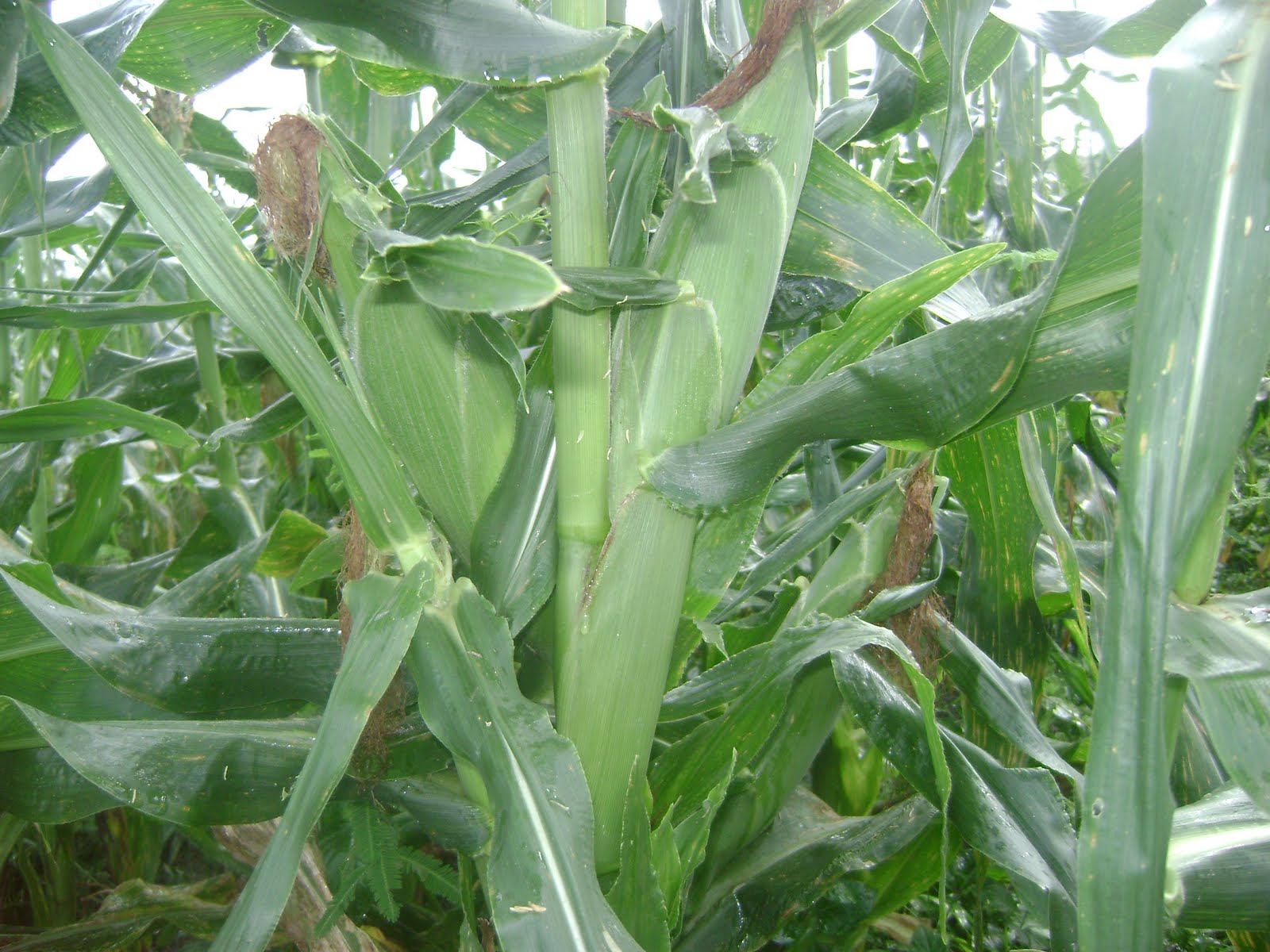 cinta itu CARA MENANAM JAGUNG MANIS