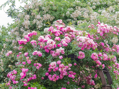 Neuer Gartentraum Latest Snapshot Chan 6097002 Rssing Com