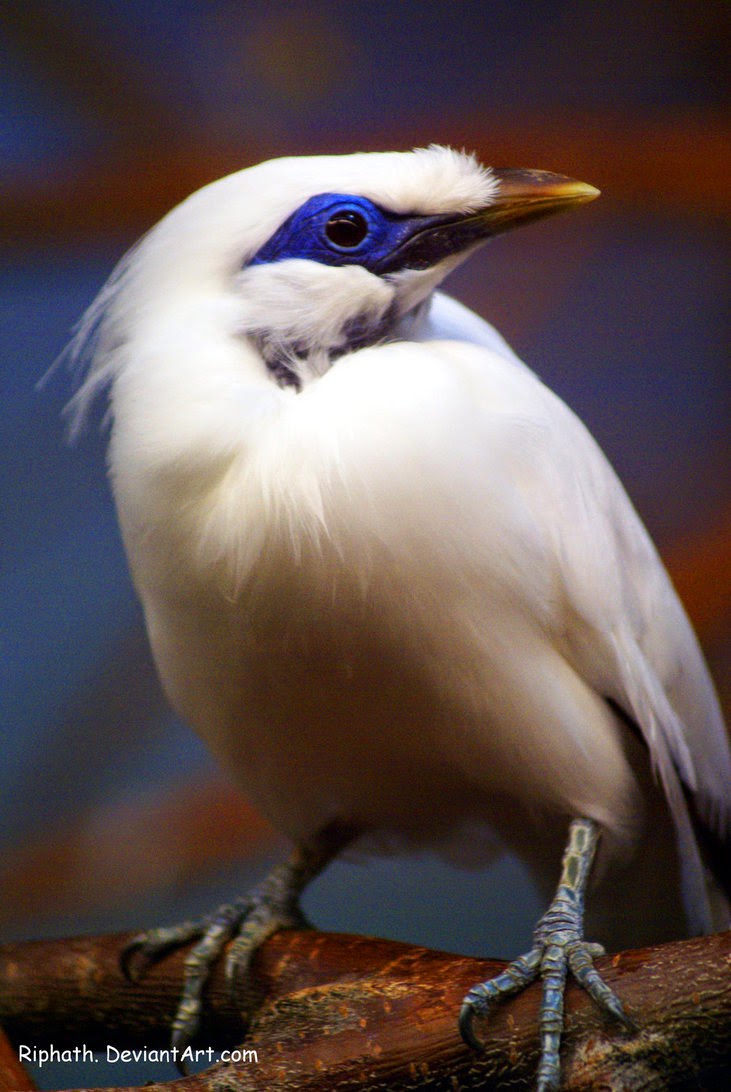 gambar burung jalak bali - gambar burung