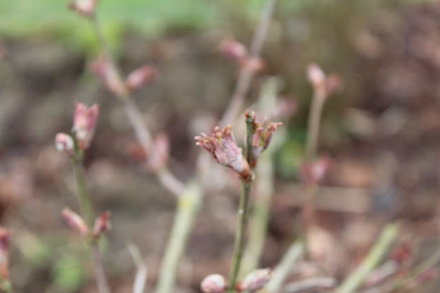 Vegetal Art La Minute Jardin Sur France Bleu Berry Societe D