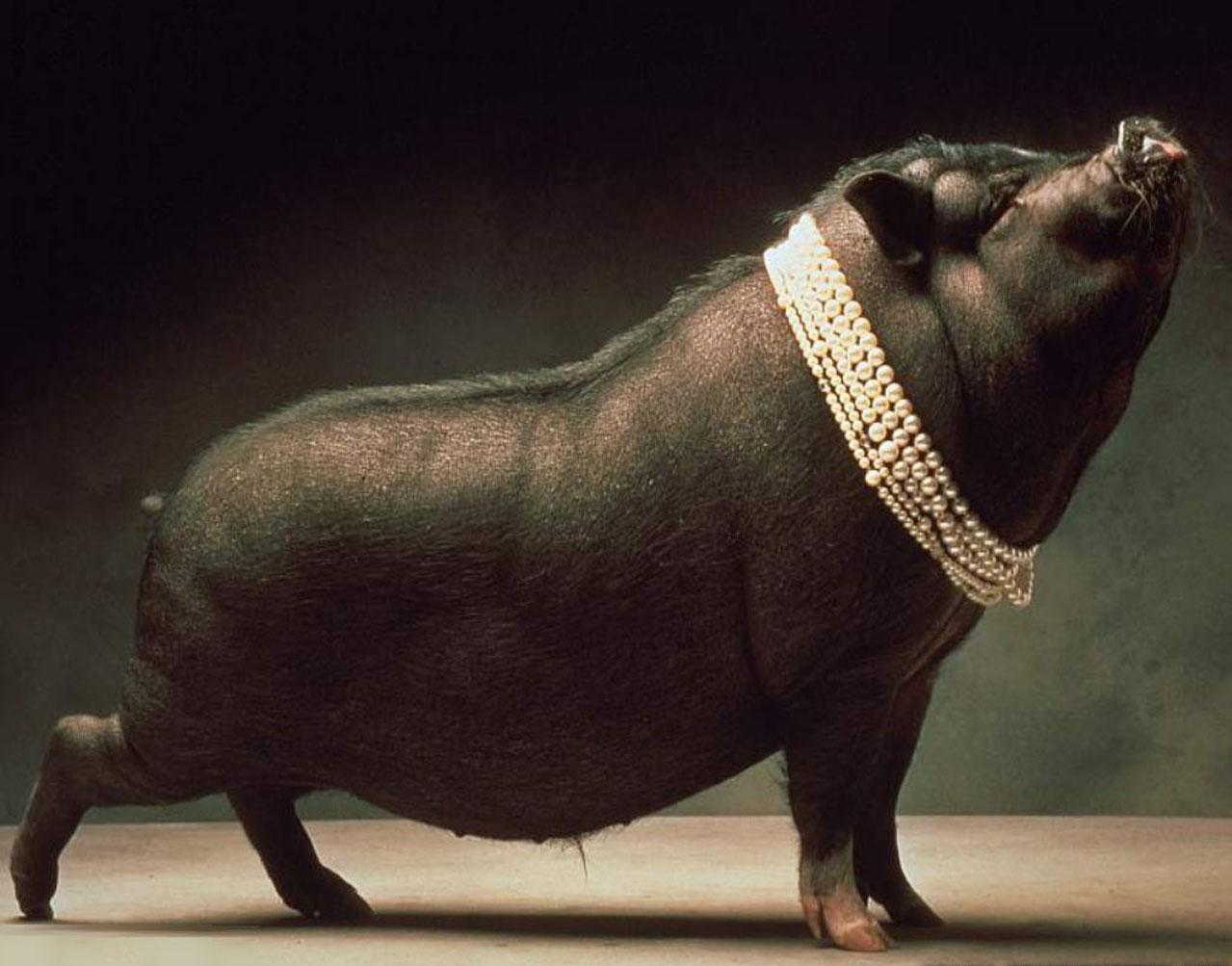 A Pig Story [1996]