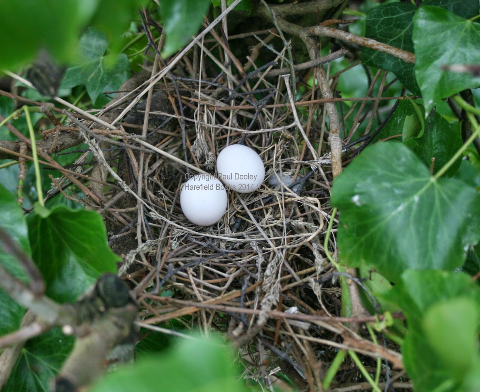 Harefield Wildlife Images May 2013