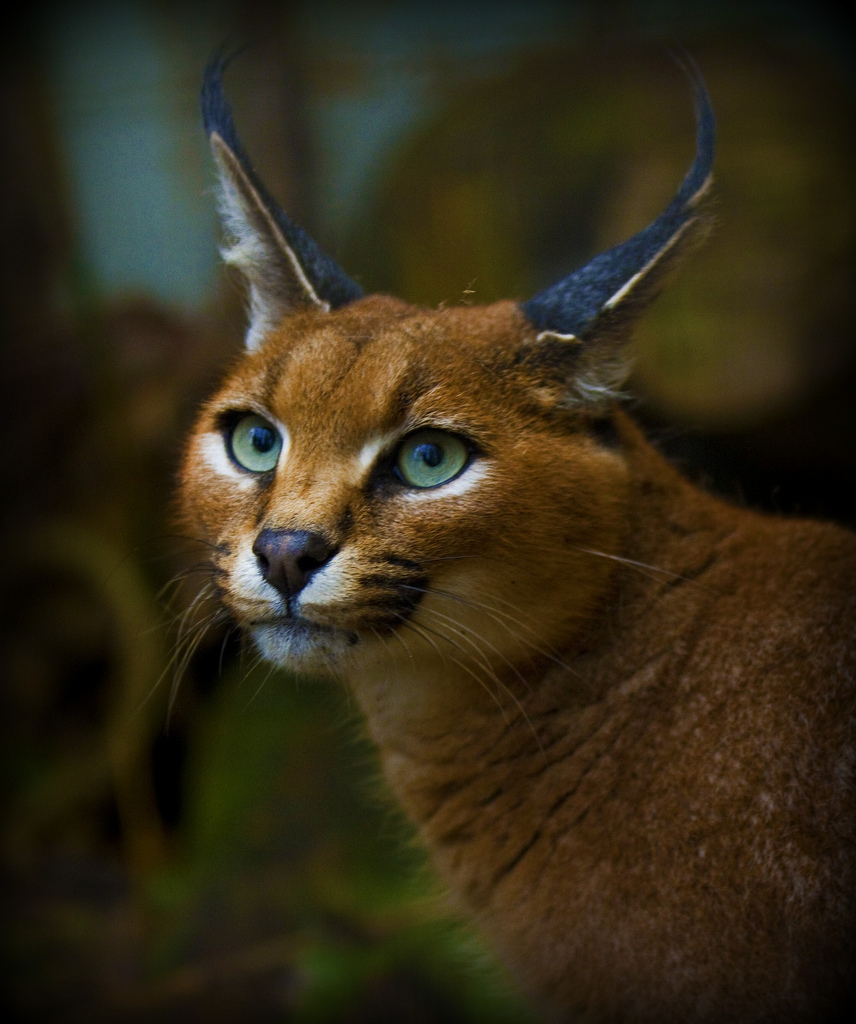 CARACAL CAT photos - wallpapers | the fun bank
