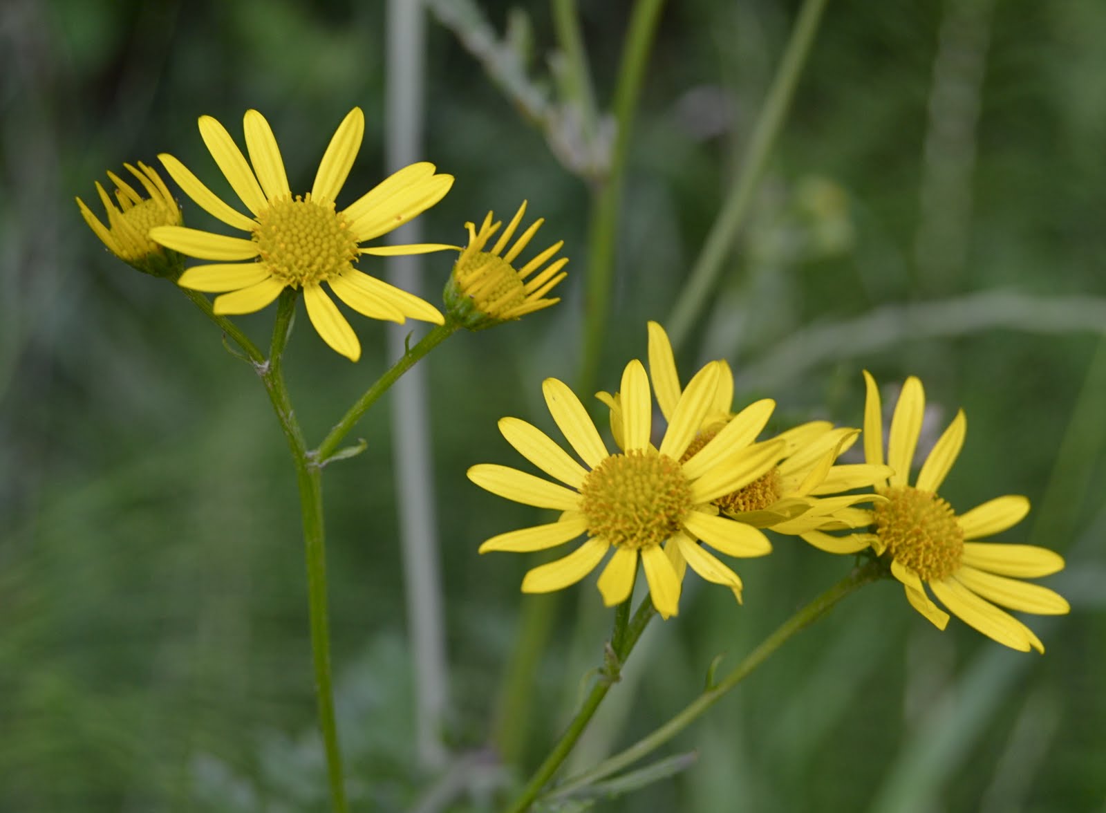 Resultado de imagen para HIERBA DE SANTIAGO