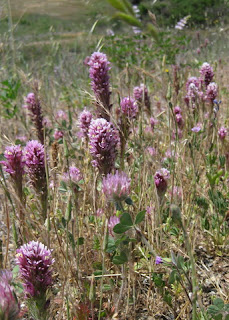 Owl's clover blooming near Chesbro Reservoir, Morgan Hill, California