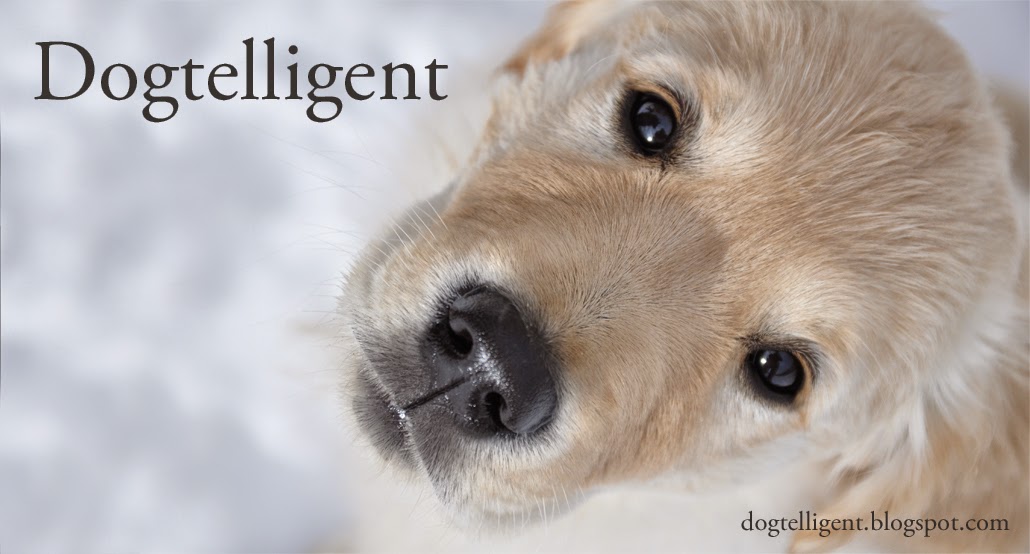 Dogtelligent