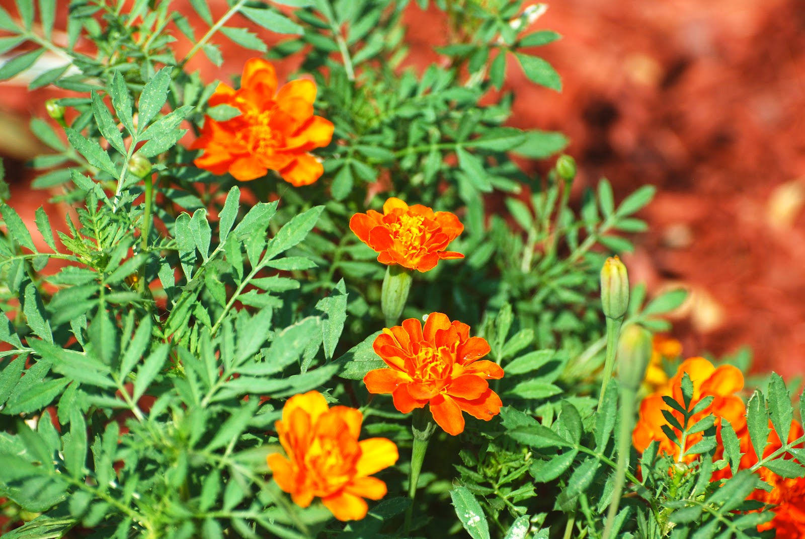 Garden's Grace: Marigolds