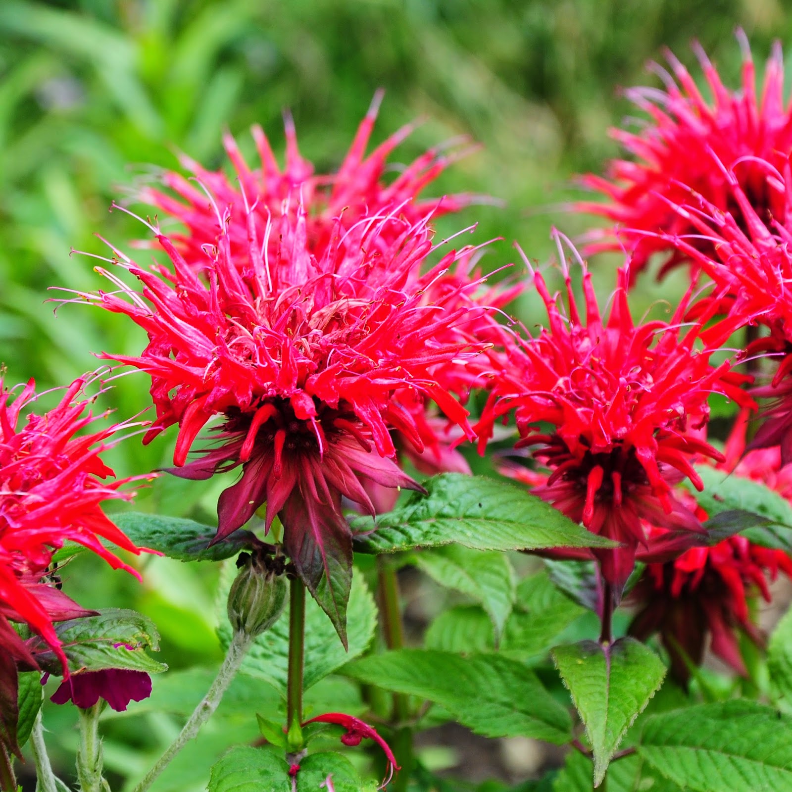 pest repelling plants for the yard and garden pest repelling plants for the yard and garden