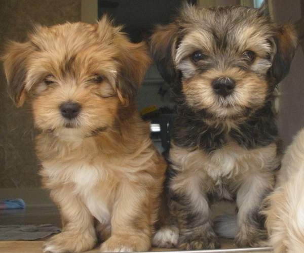 havenese puppies gallery puppy pictures havenese puppies gallery puppy pictures