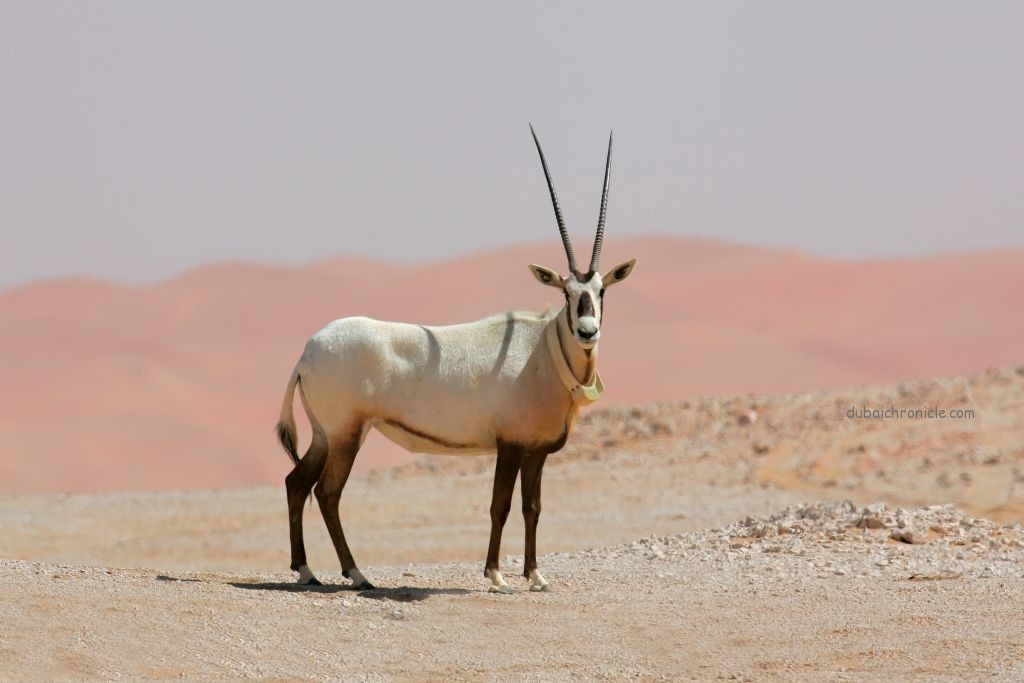 arabian oryxes