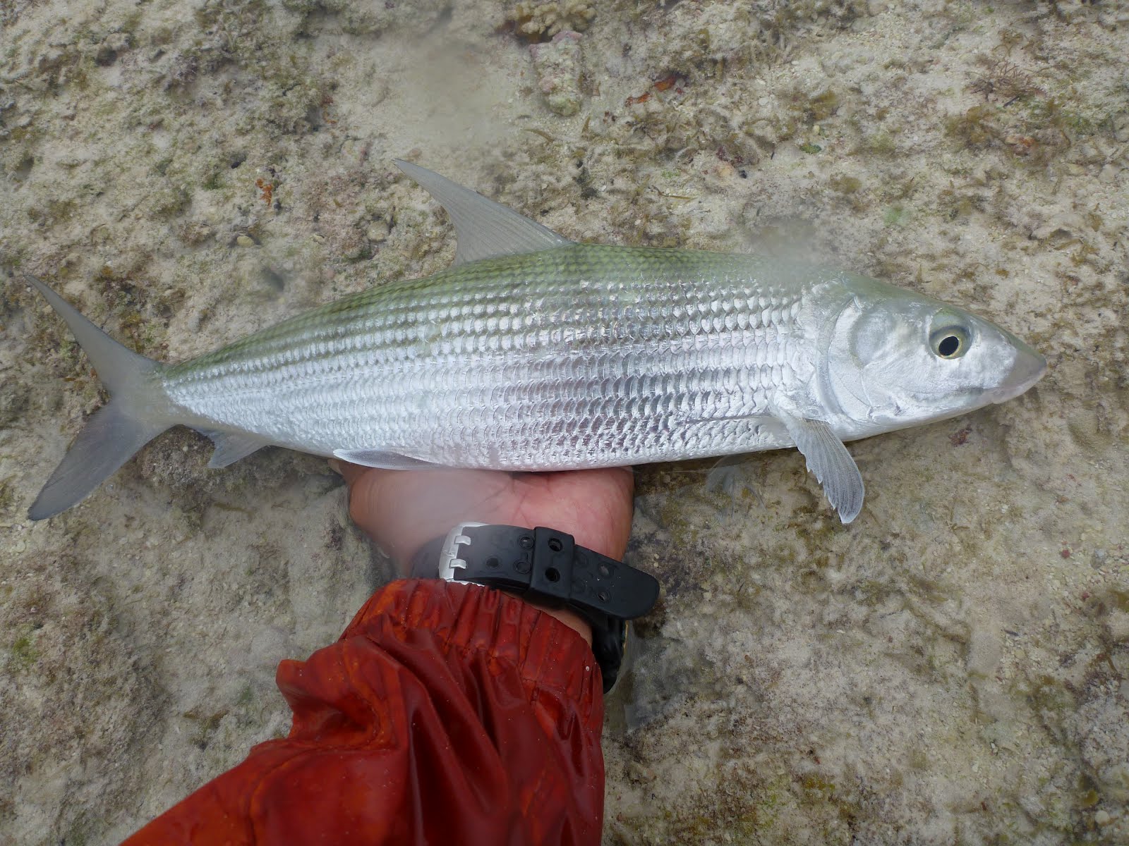 The Life Amphibious Shooting Fish in a Barrel