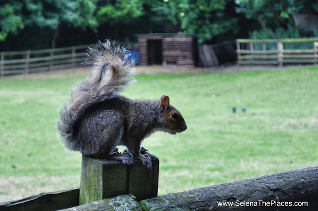 Squirrel Mudchute Farm London