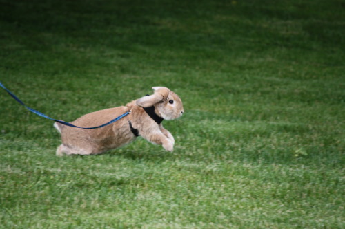 bunnies on leashes