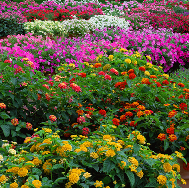 IMAZES: FLOWER Garden