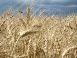 The Wheat