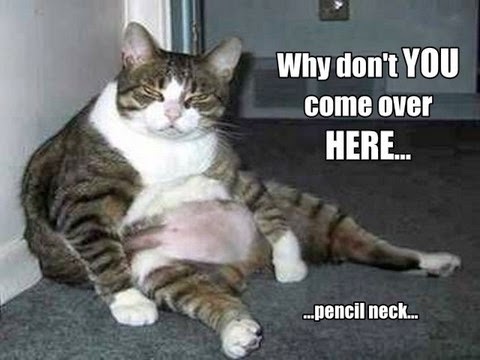 funny fat cats pictures