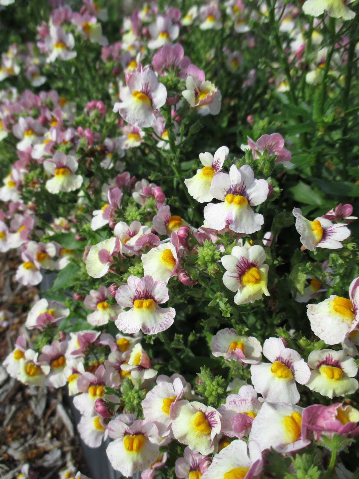 Nifty Nemesia Rotary Botanical Gardens