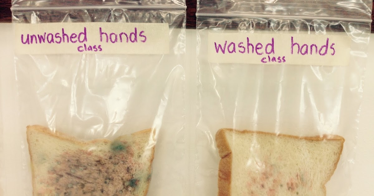 Our Learning Journey! Bread Experiment