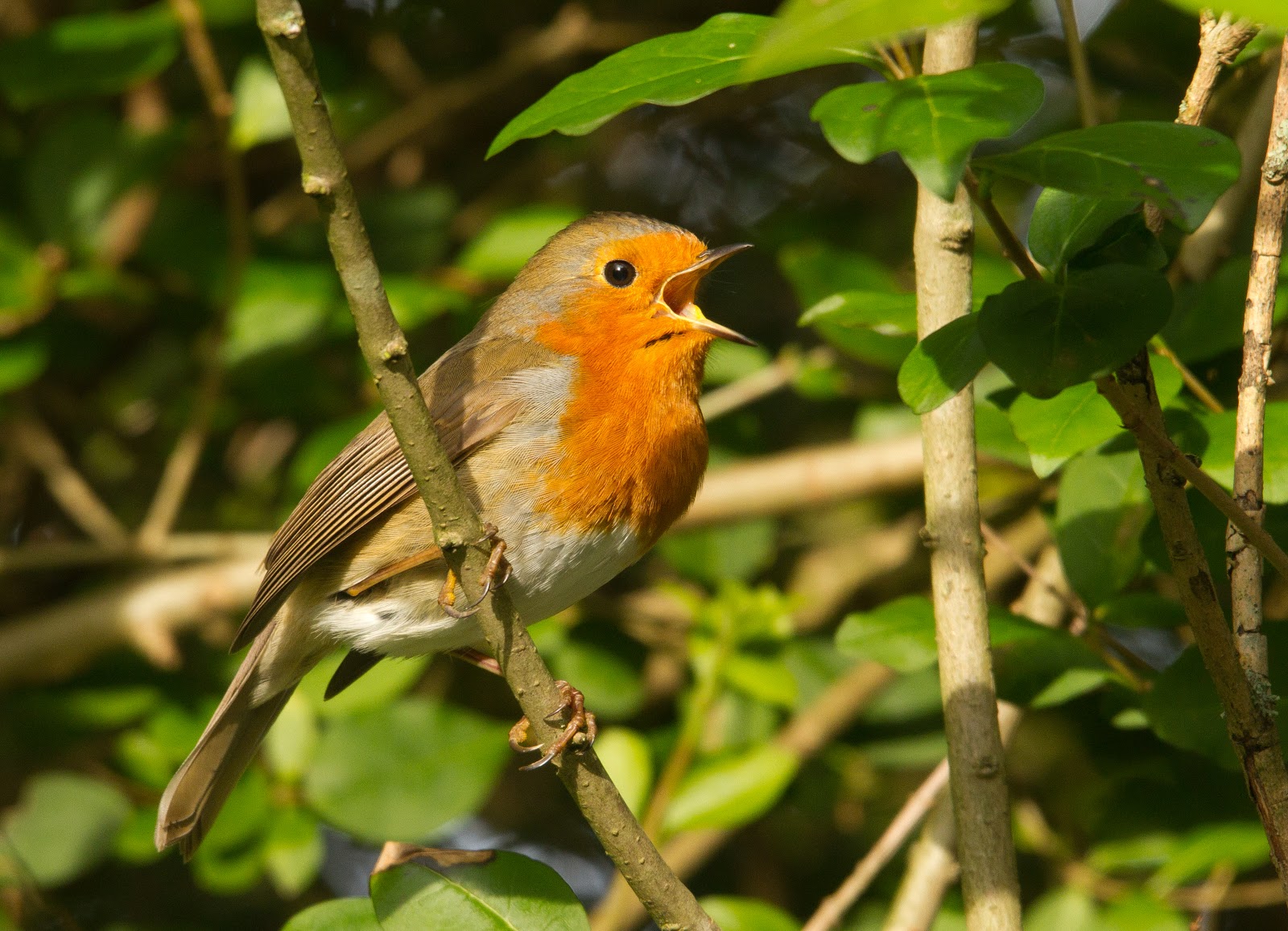 Garden birds | Joshua Burch Photography