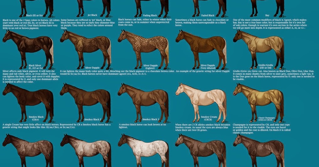 Horse Color Chart For Breeding