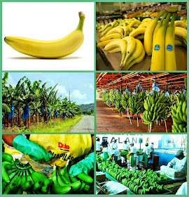Banana Plantation | Business Ideas
