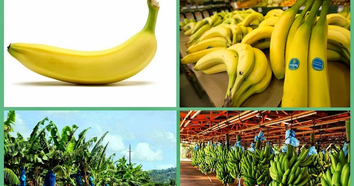 Business Ideas Small Business Ideas How to Start Banana Plantation