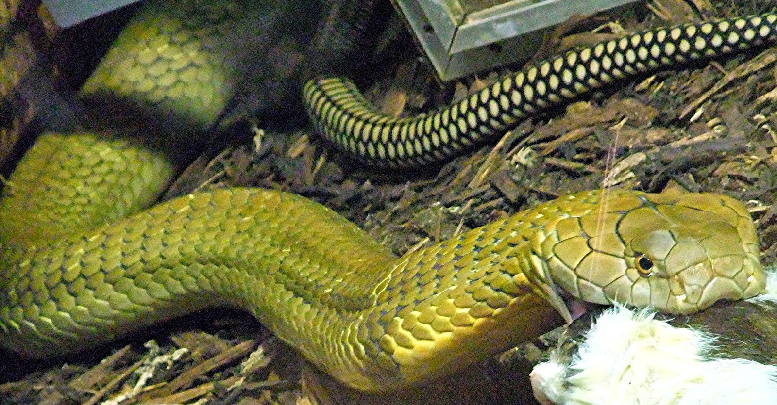 quiver meaning cobras quiver meaning cobras