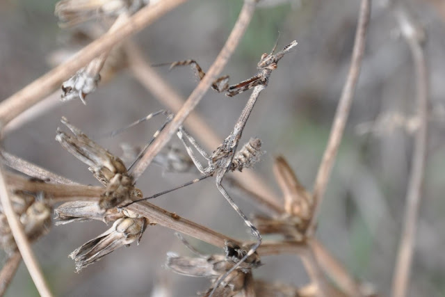 mantis palo