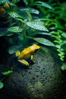 golden poison frog