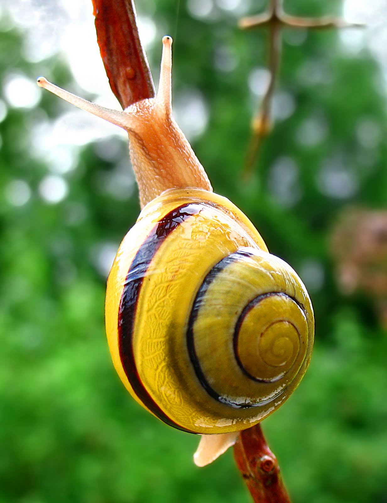 Snail | Animal Wildlife