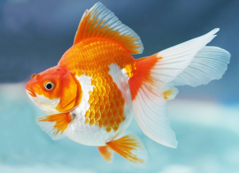Artikel Tentang Cara Memelihara Ikan Mas Koki | Kumpulan Makalah Dan