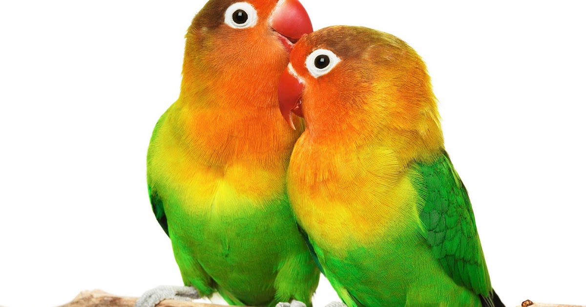 26 Awesome Mimpi Menangkap 2 Burung Lovebird Burung 26 Awesome Mimpi Menangkap 2 Burung Lovebird Burung