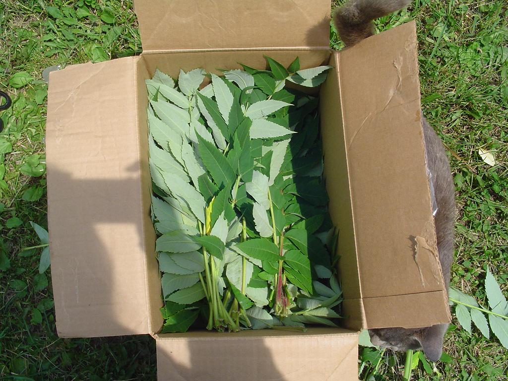 Art, beauty and wellordered chaos Sumac Dye, Part 1