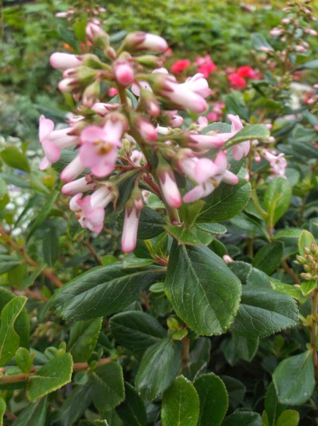 Future Plants By Randy Stewart Escallonia