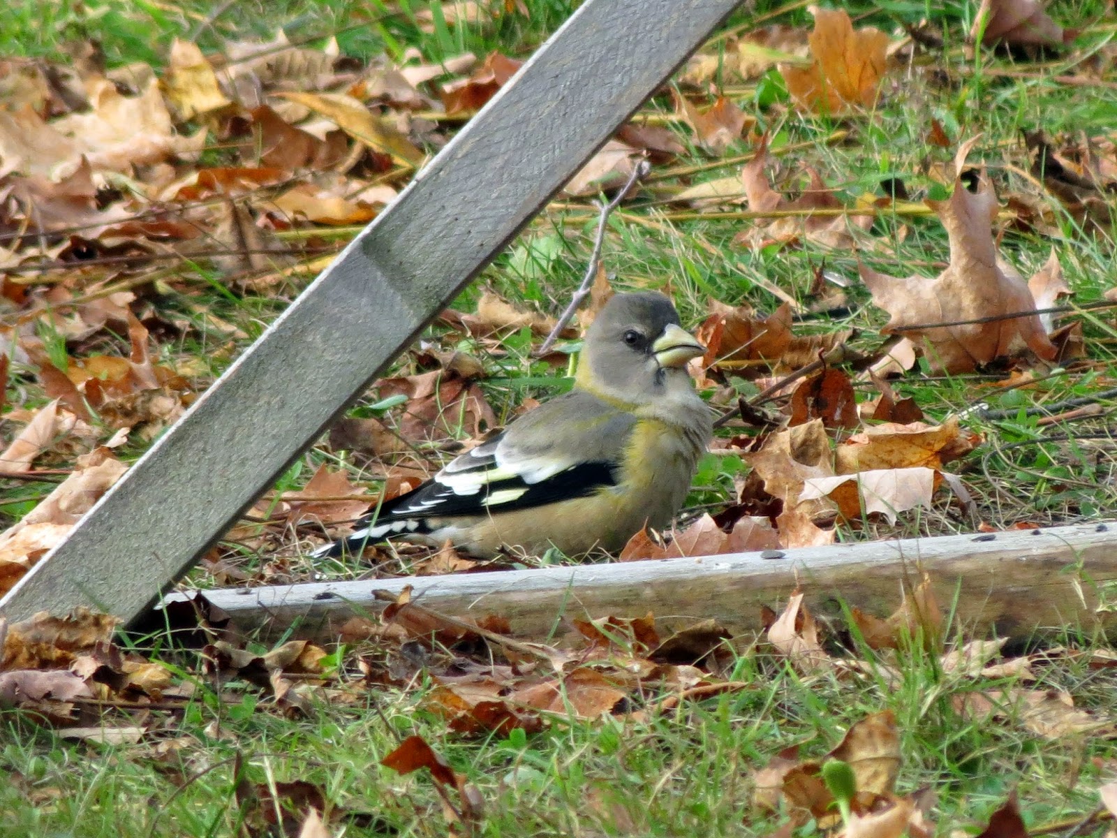Evening Grosbeak (female) - Washburn Road, ON