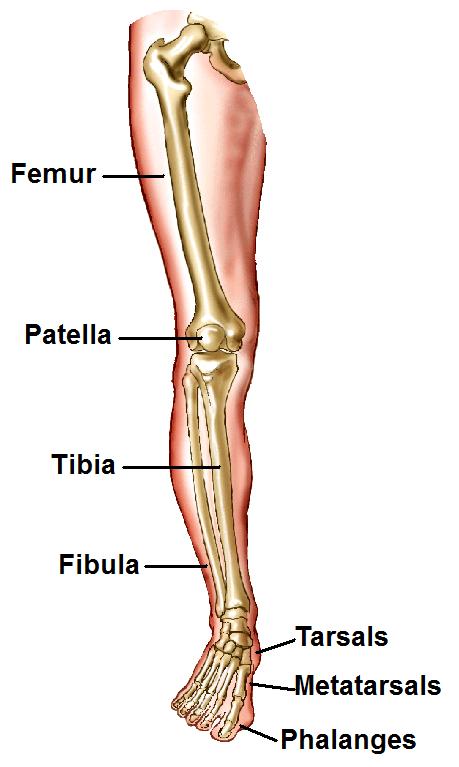Human Leg Bone Structure - Human Anatomy Details