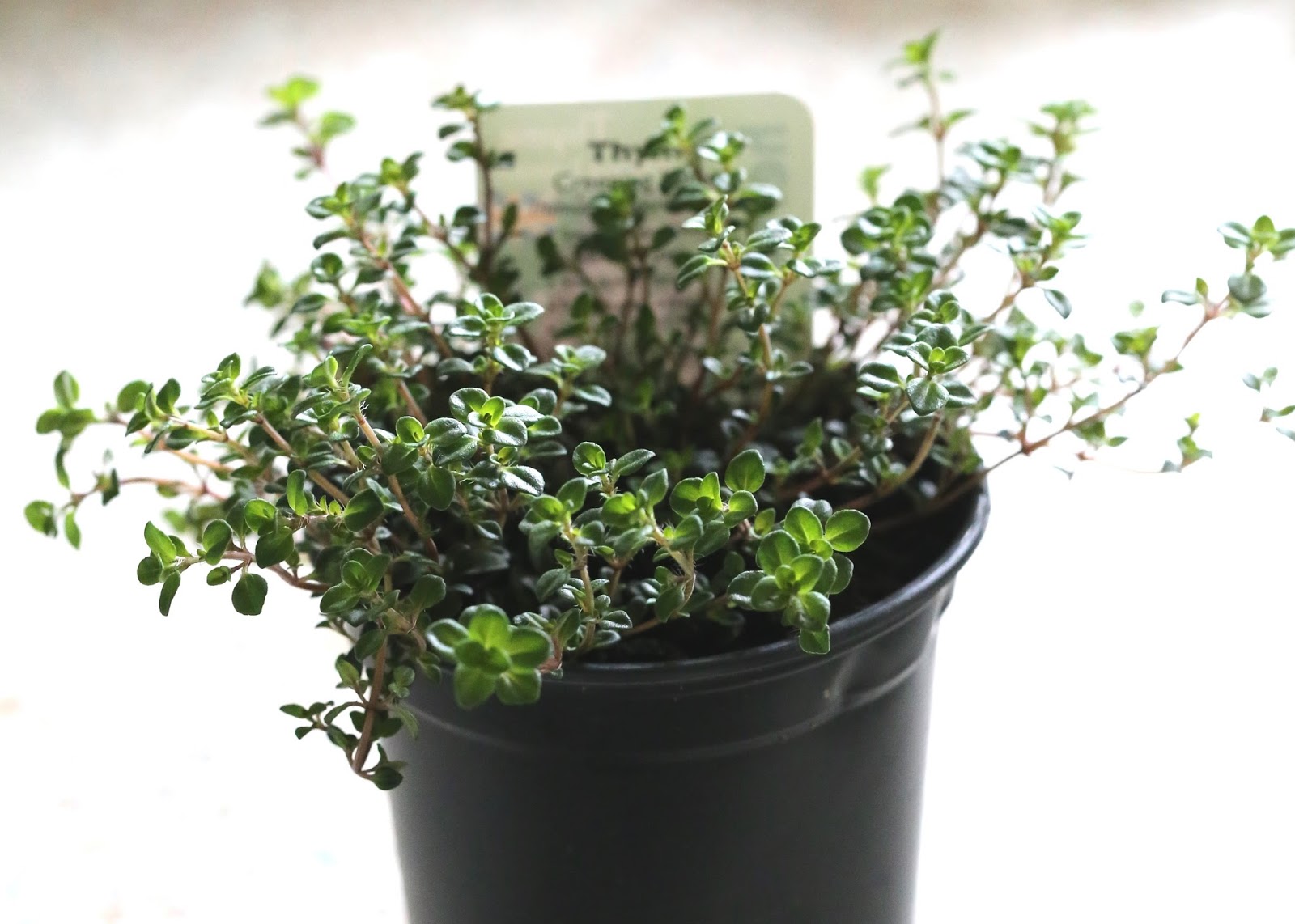 GARDENER'S WORD THYMUS CITRIODORUS PROSTATE Creeping Lemon Thyme