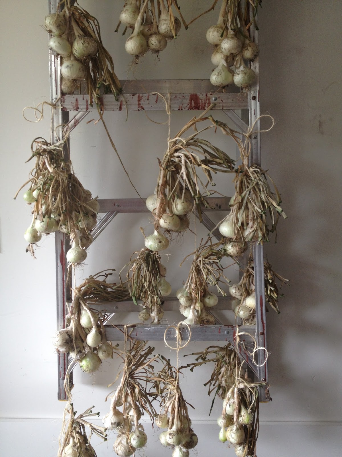 Cats On The Homestead Storing Onions