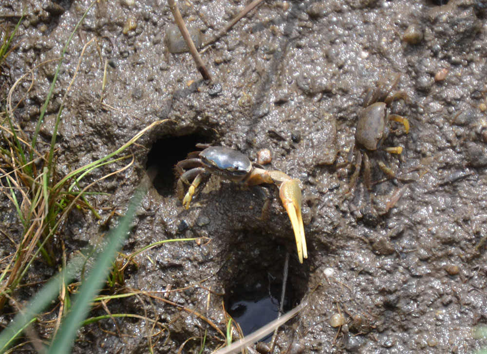 fiddler+crabs+2.JPG