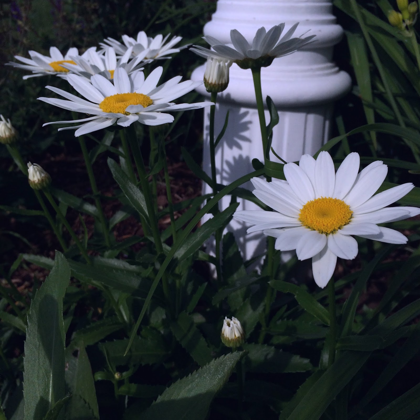 Daisies C'est ma vie!