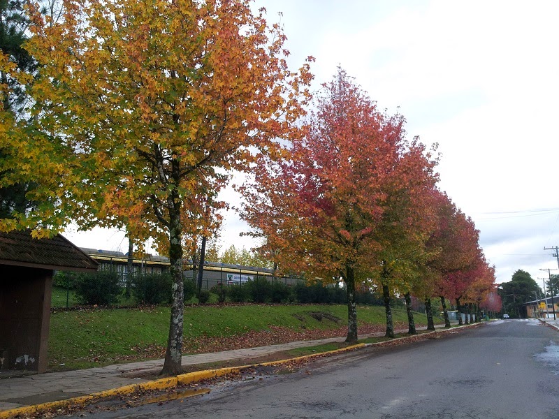 arvores do inverno estrada com árvores