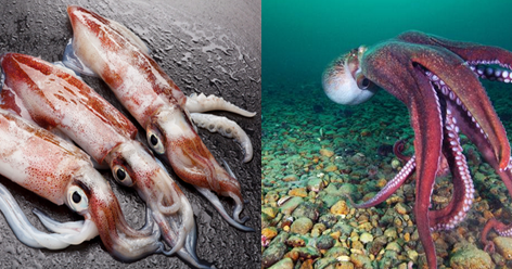 squid vs octopus squid vs octopus