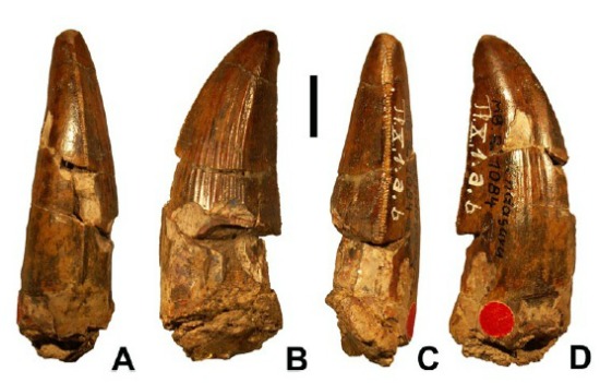 http://1.bp.blogspot.com/-SHec10yphwc/T57S9c22UPI/AAAAAAAAL8E/MovAMyK3-aE/s1600/ostafrikasaurus-teeth-large.jpg
