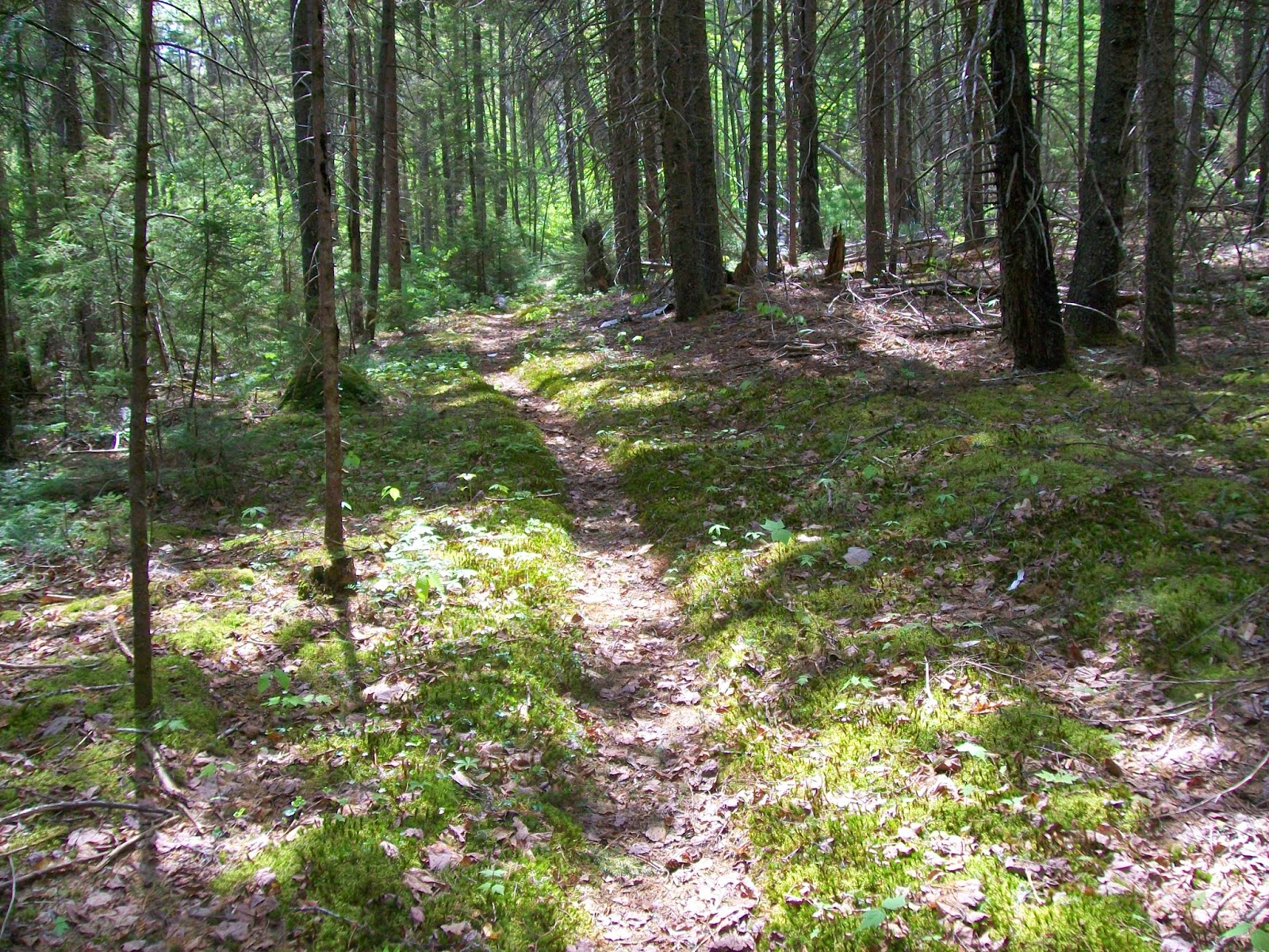 AMC Conditions Discover Ferncroft!