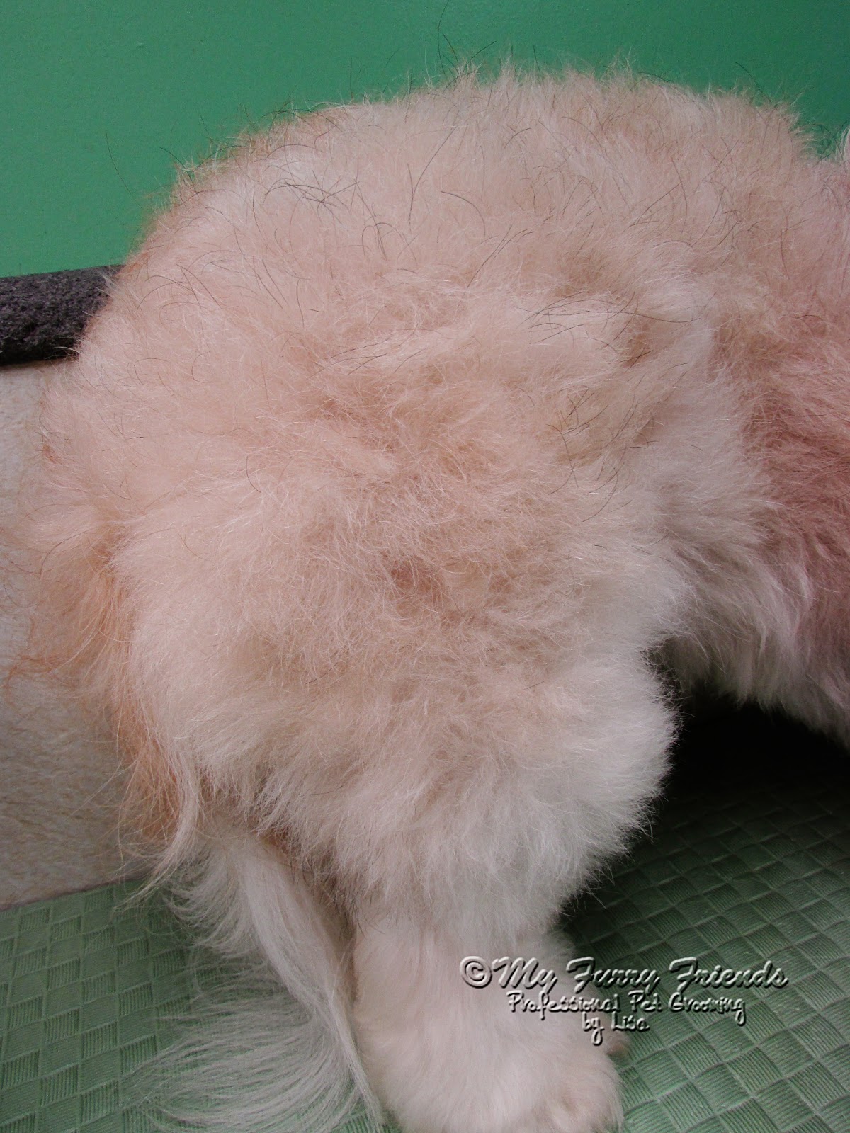 What Is Brush Burn In Dogs at Marietta Orourke blog