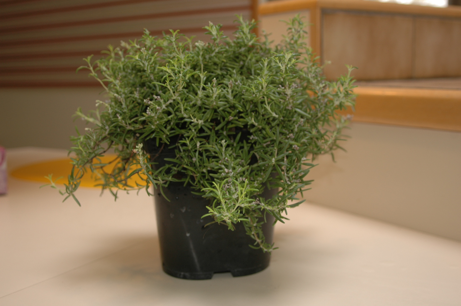 Roche Fleurie Garden Overwintering Rosemary