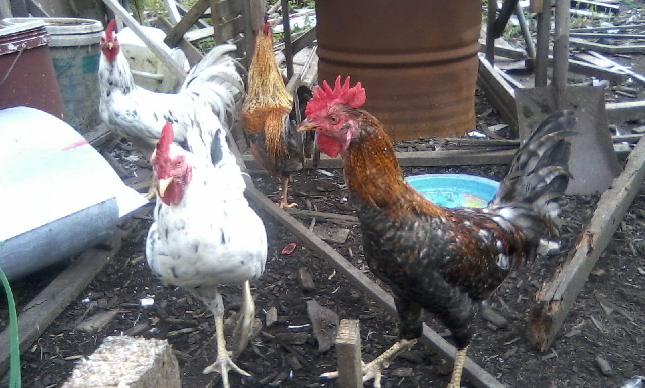 Ayam Sabung: Februari 2012