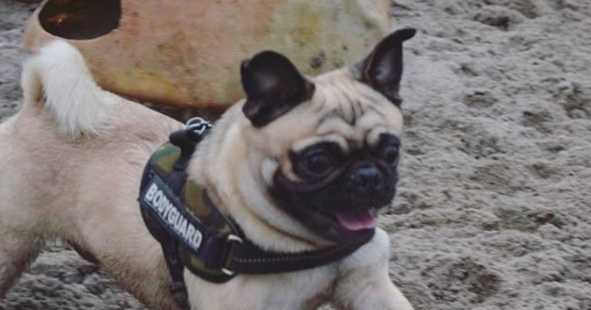 washing julius k9 harness