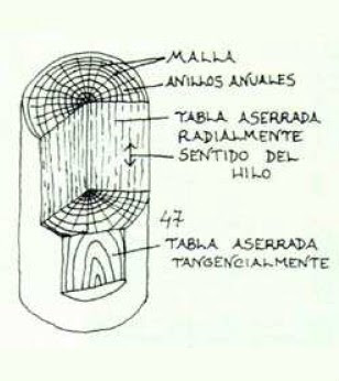 en el tronco se descubre la edad de los arboles