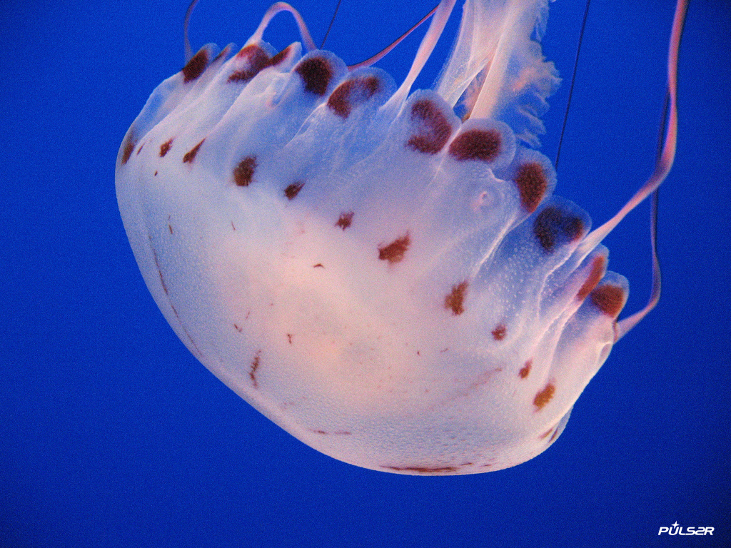 Beautiful African Animals Safaris Jellyfish Migration with Vinegar in